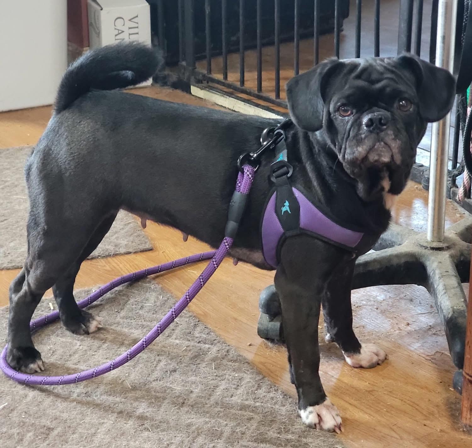 Enlarge Freya, an adopted Pug in Fountaintown, IN image 1/5