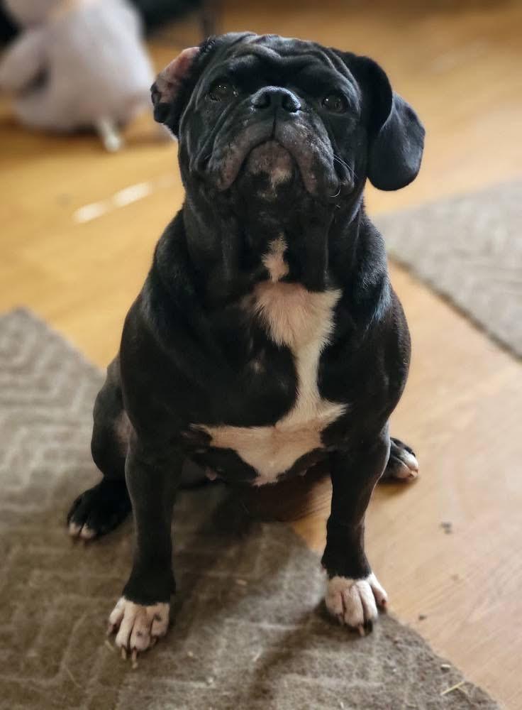 Enlarge Freya, an adopted Pug in Fountaintown, IN image 2/5