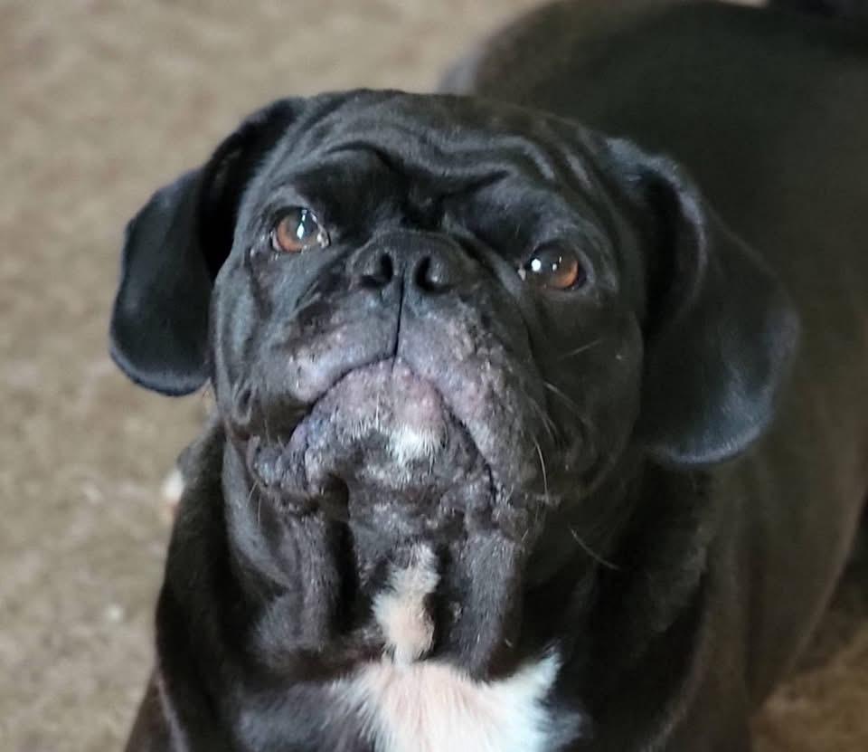 Enlarge Freya, an adopted Pug in Fountaintown, IN image 4/5