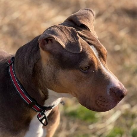Enlarge Ivory (ID 50710/882), a ADOPTABLE American Staffordshire Terrier in Manassas, VA image 3/3