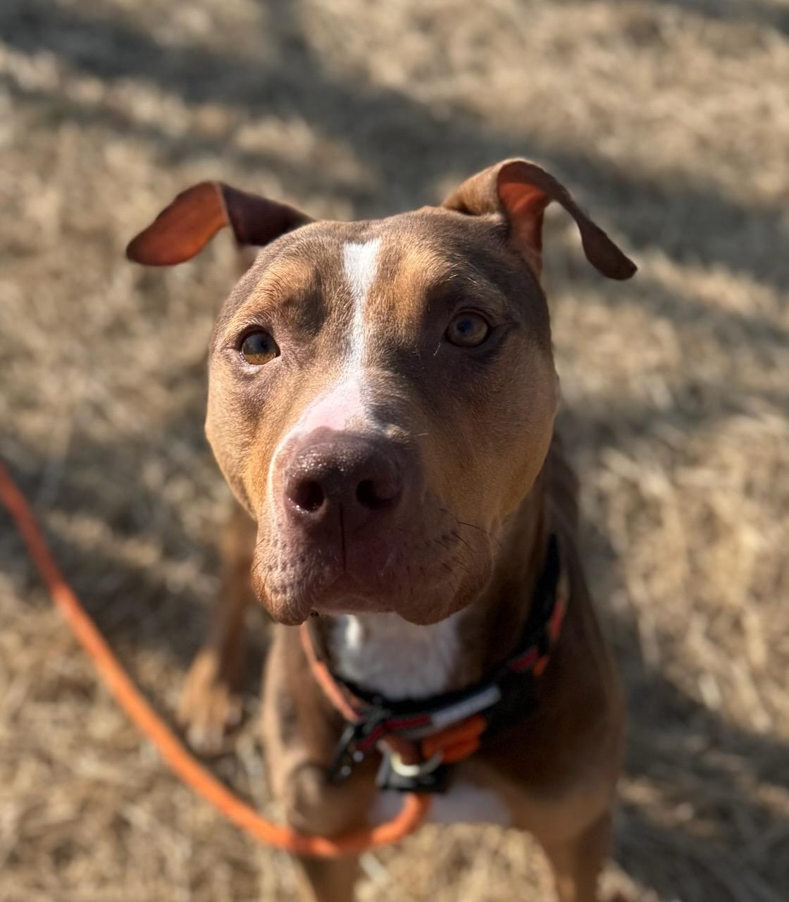 Enlarge Ivory (ID 50710/882), a ADOPTABLE American Staffordshire Terrier in Manassas, VA image 2/3
