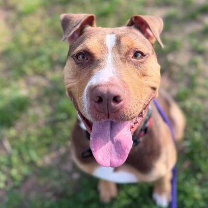 Ivory (ID 50710/882), ADOPTABLE, Young Female American Staffordshire Terrier.