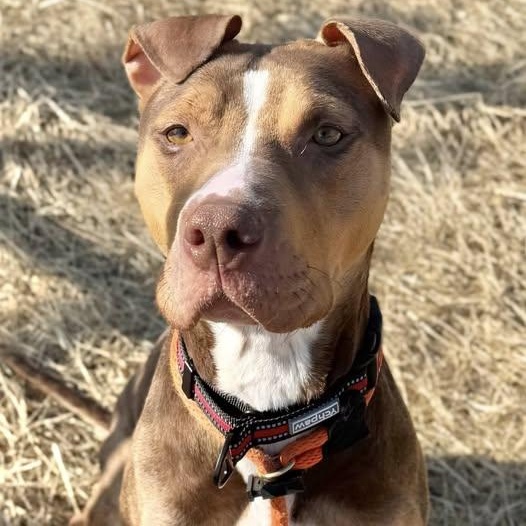 Enlarge Ivory (ID 50710/882), a ADOPTABLE American Staffordshire Terrier in Manassas, VA image 1/3