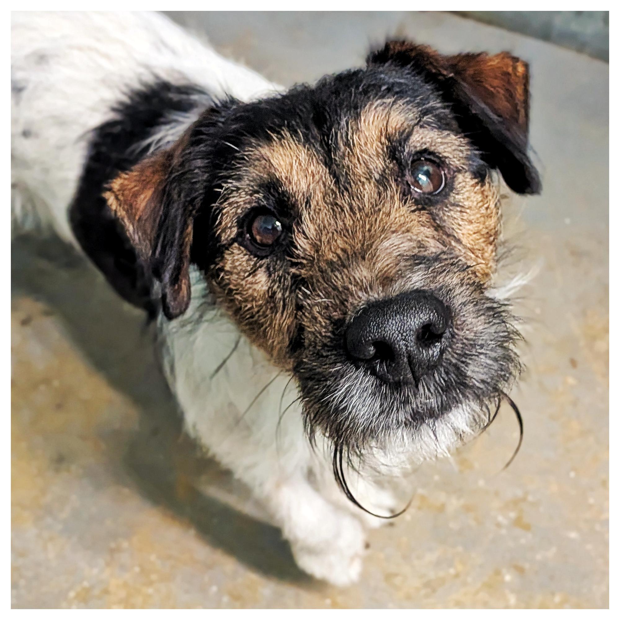 Buddy, ADOPTABLE, Young Male Jack Russell Terrier.
