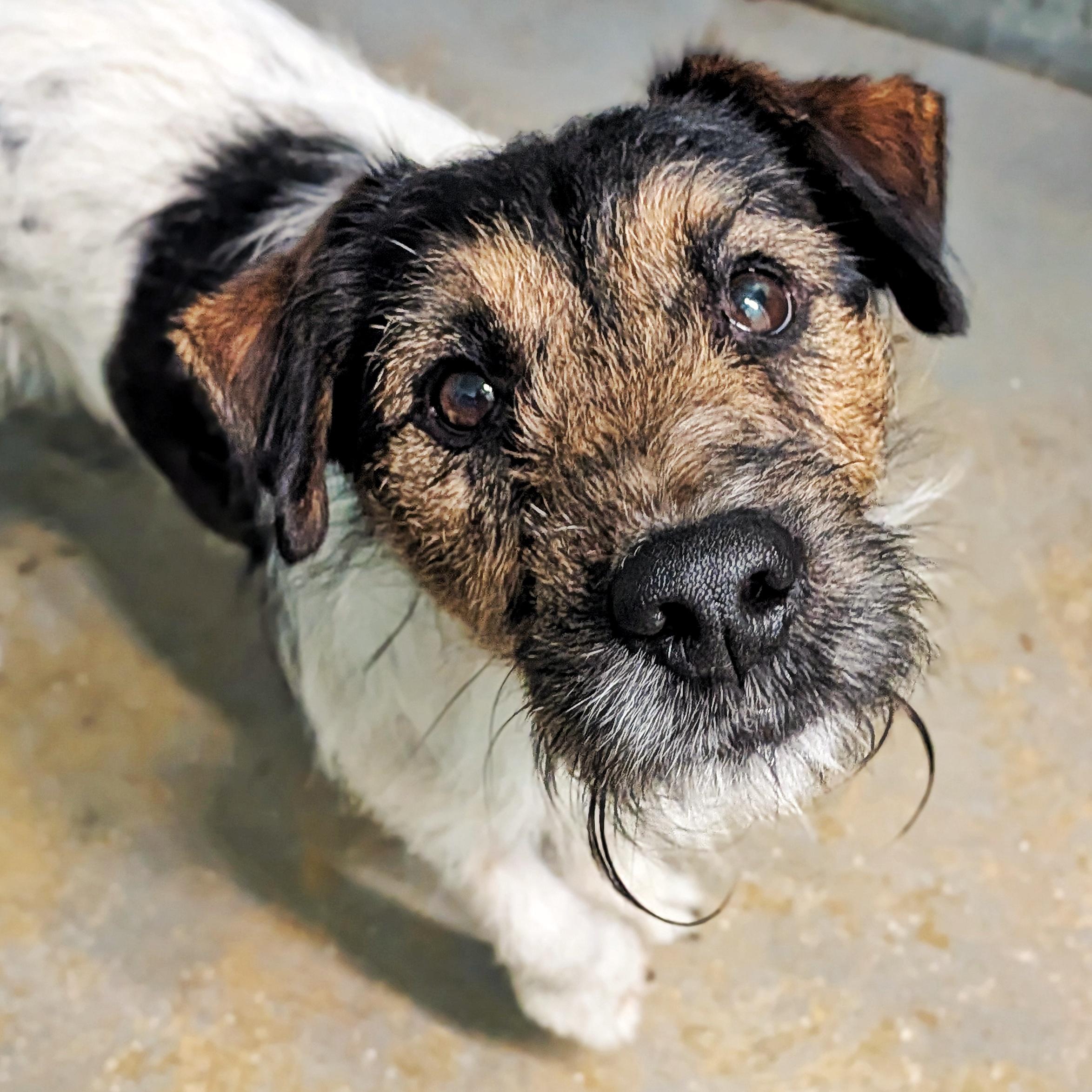 Enlarge Buddy, a ADOPTABLE Jack Russell Terrier in Eustis, FL image 2/2