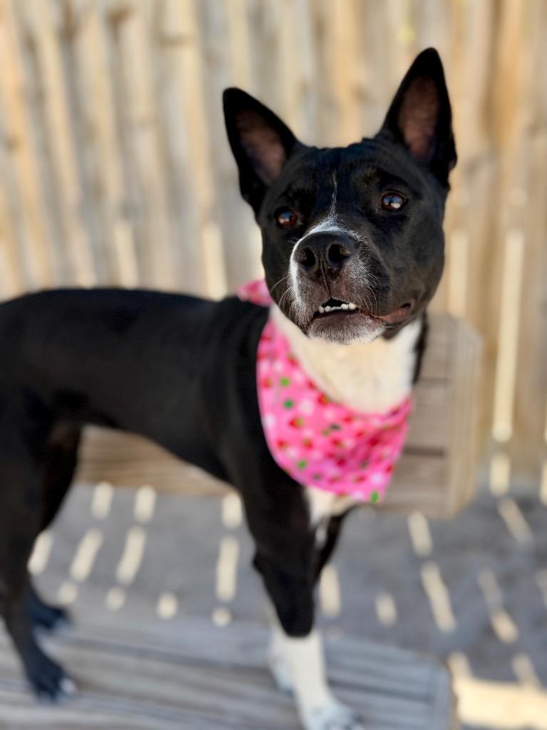 Enlarge Luna, a Adoptable mixed breed in Muskegon, MI image 1/4