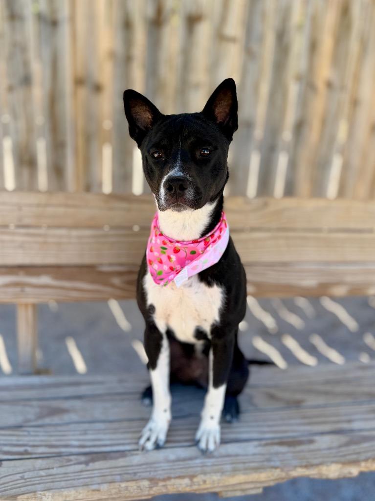 Enlarge Luna, a Adoptable mixed breed in Muskegon, MI image 2/4