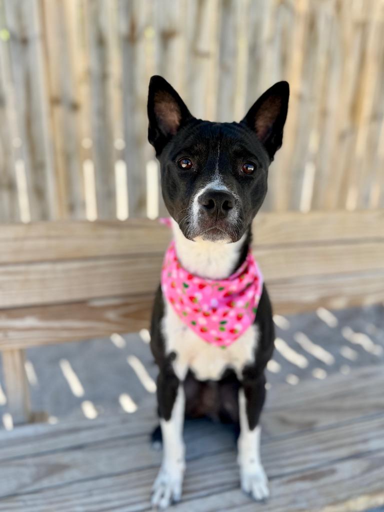 Enlarge Luna, a Adoptable mixed breed in Muskegon, MI image 3/4