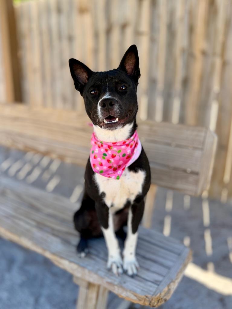 Enlarge Luna, a Adoptable mixed breed in Muskegon, MI image 4/4