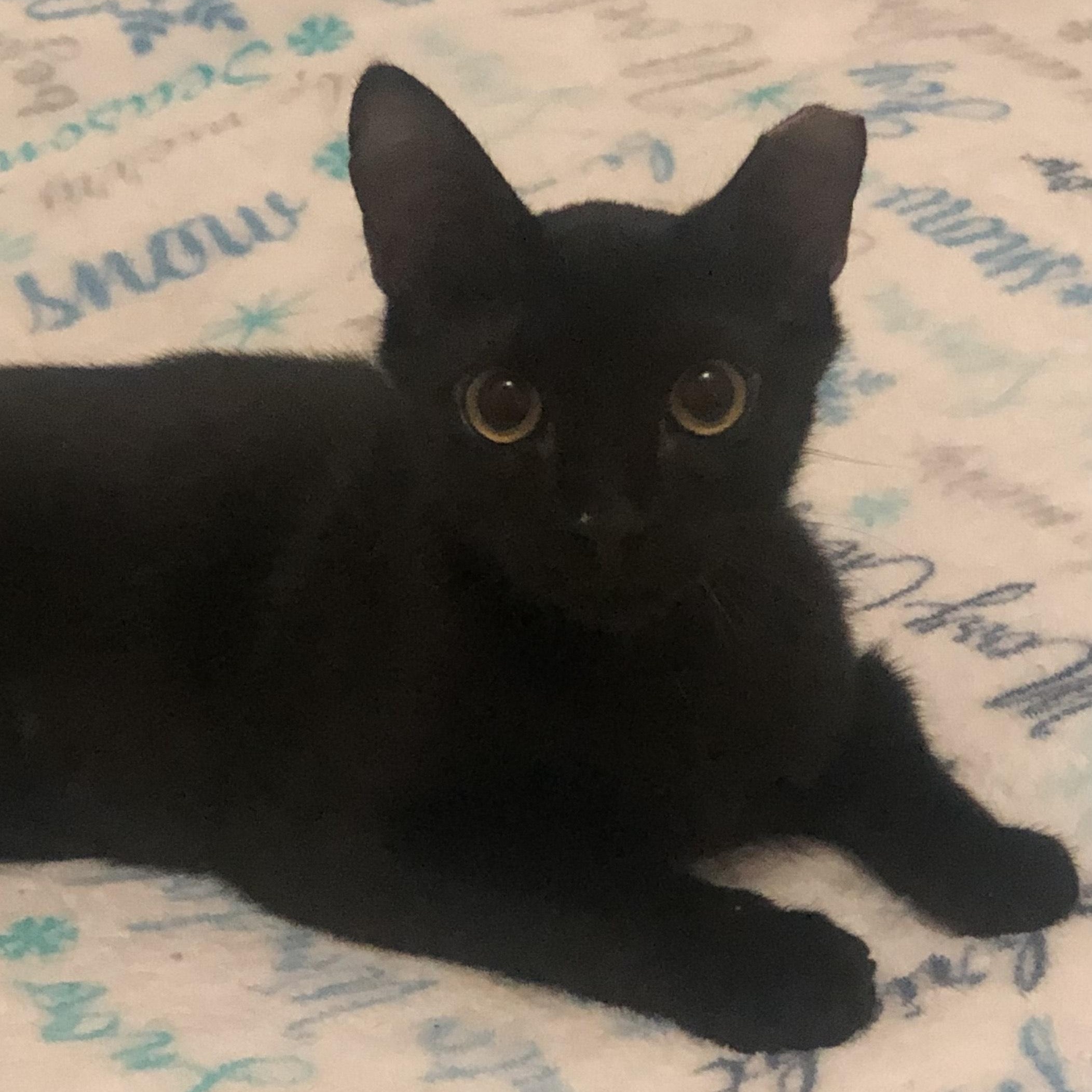 Toby, ADOPTABLE, Kitten Male Domestic Short Hair.