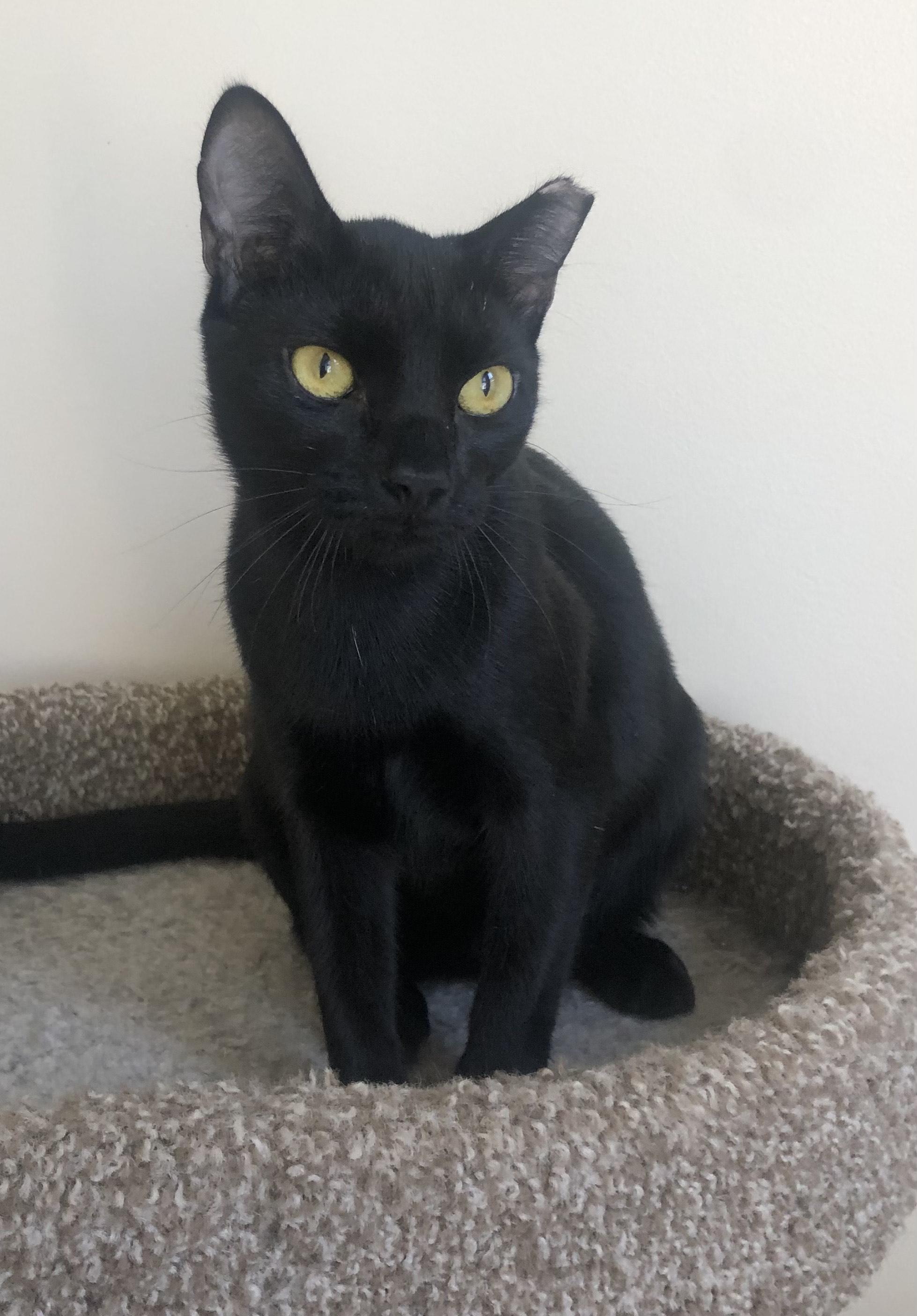 Enlarge Toby, a ADOPTABLE Domestic Short Hair in Mount Pleasant, SC image 2/6