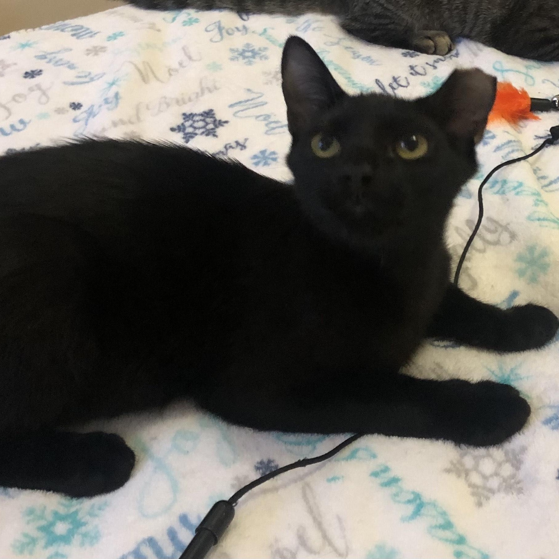 Enlarge Toby, a ADOPTABLE Domestic Short Hair in Mount Pleasant, SC image 2/5