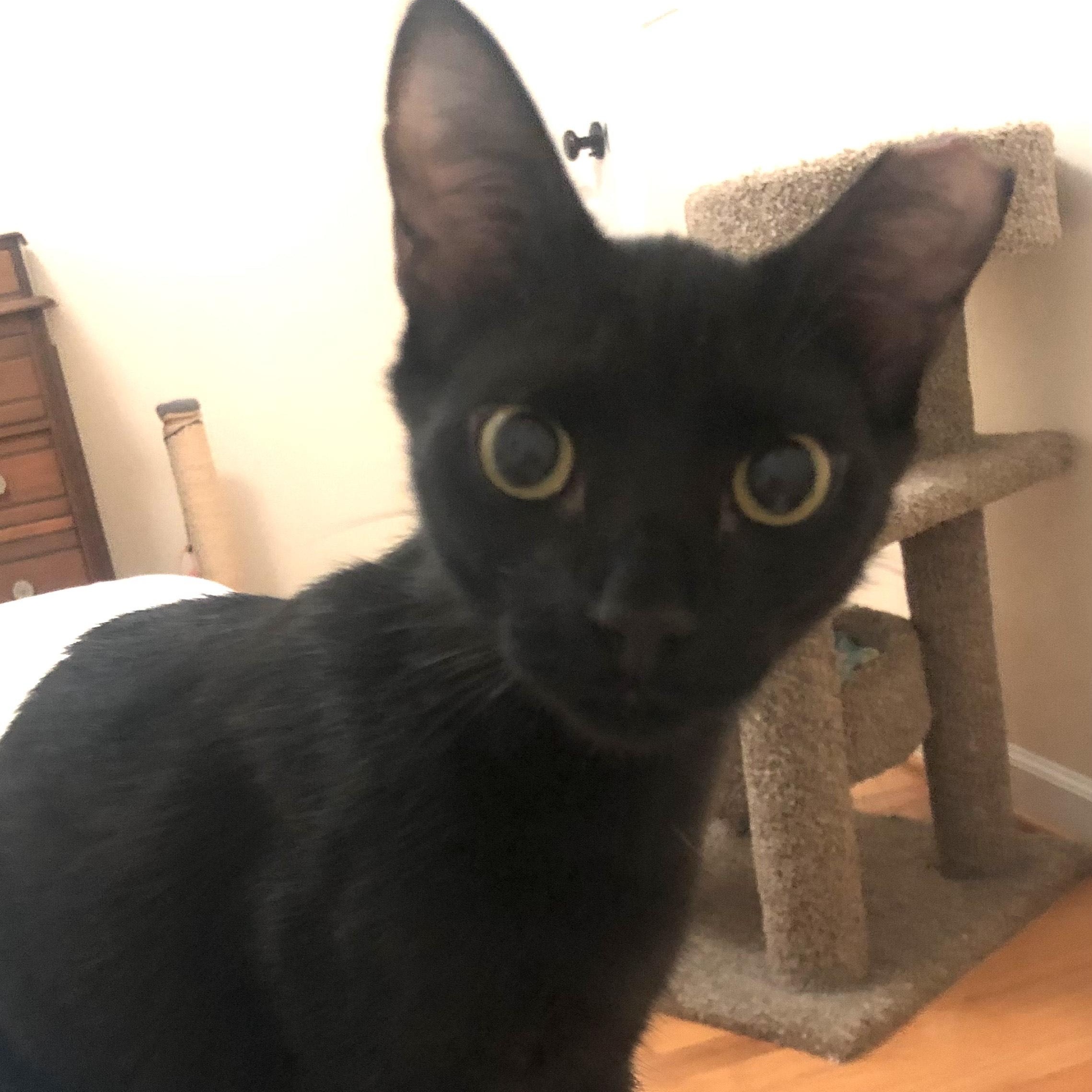 Enlarge Toby, a ADOPTABLE Domestic Short Hair in Mount Pleasant, SC image 3/5