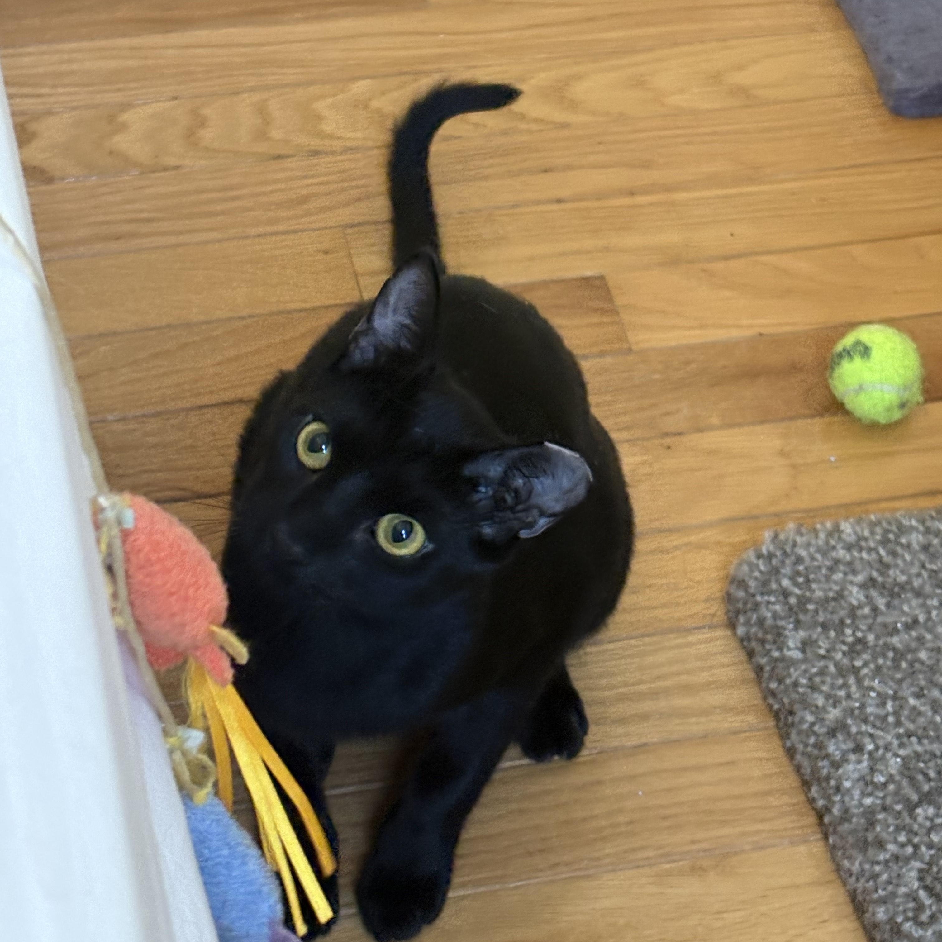 Enlarge Toby, a ADOPTABLE Domestic Short Hair in Mount Pleasant, SC image 3/6