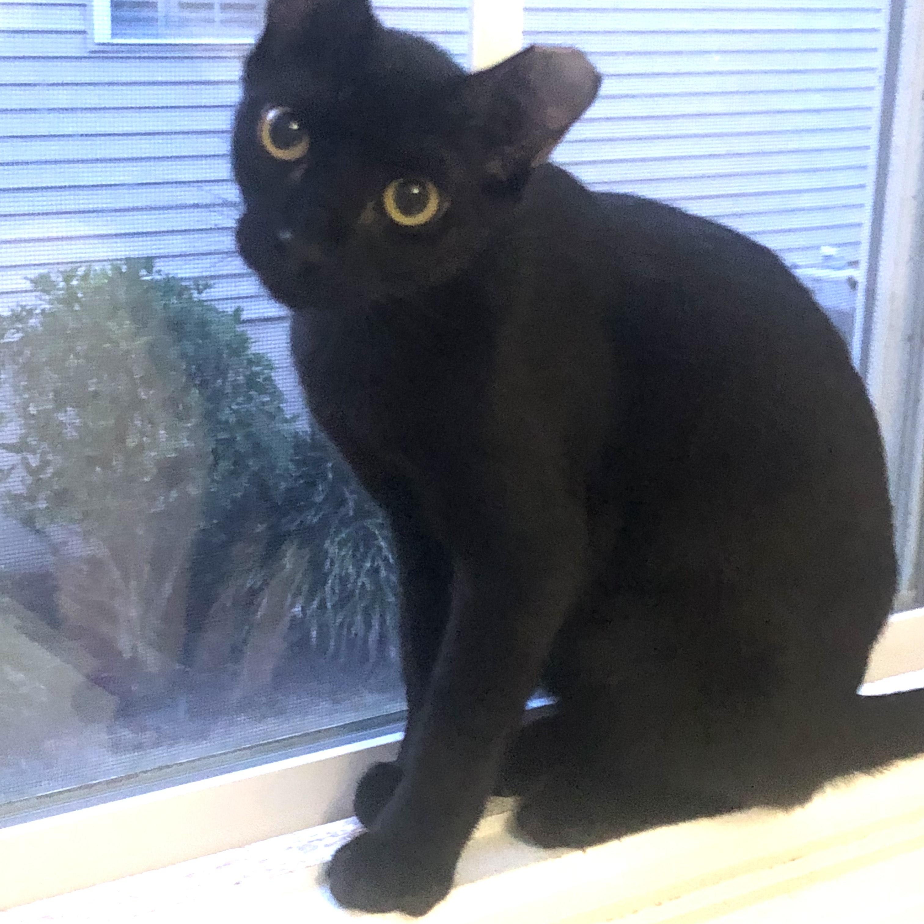 Enlarge Toby, a ADOPTABLE Domestic Short Hair in Mount Pleasant, SC image 4/5