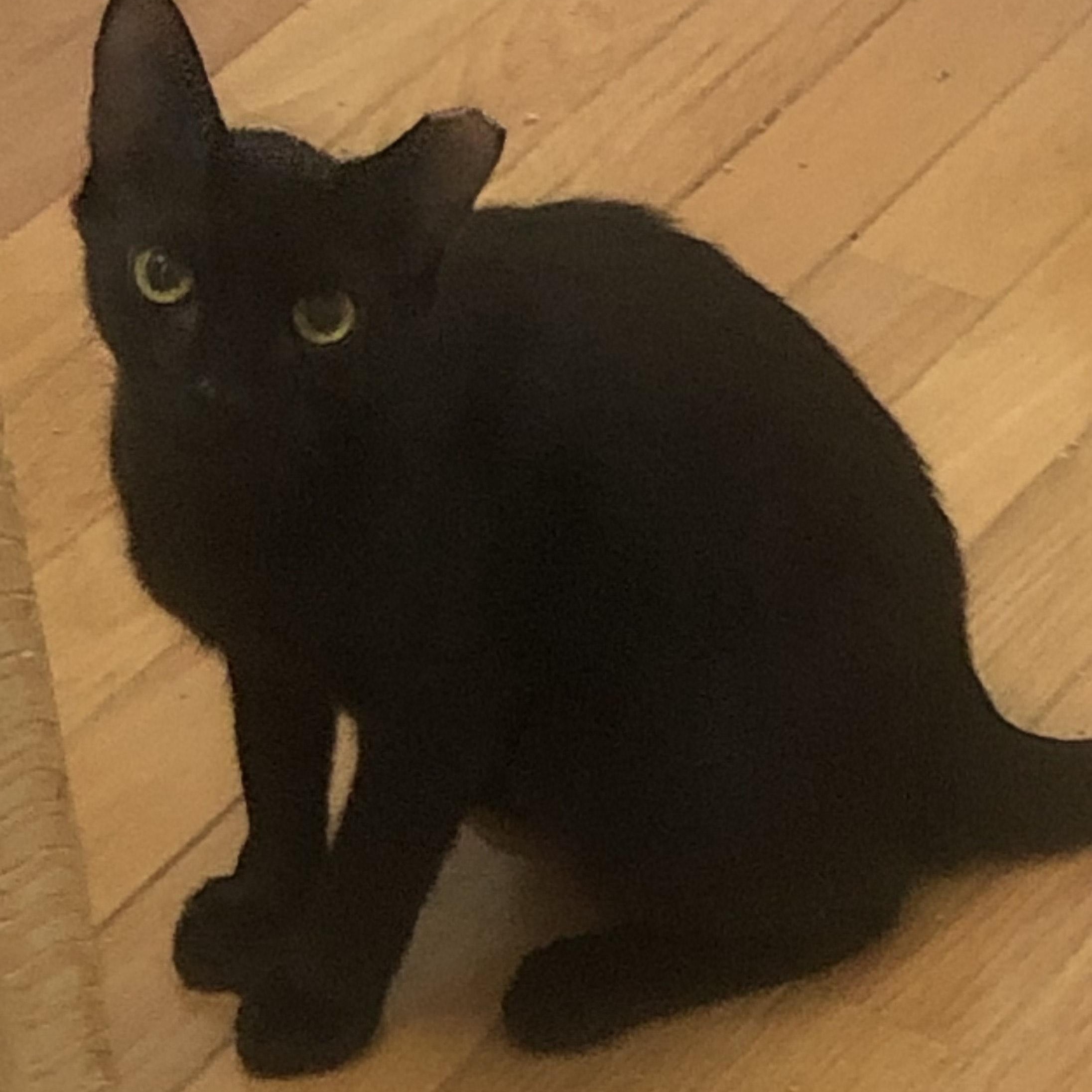 Enlarge Toby, a ADOPTABLE Domestic Short Hair in Mount Pleasant, SC image 5/5