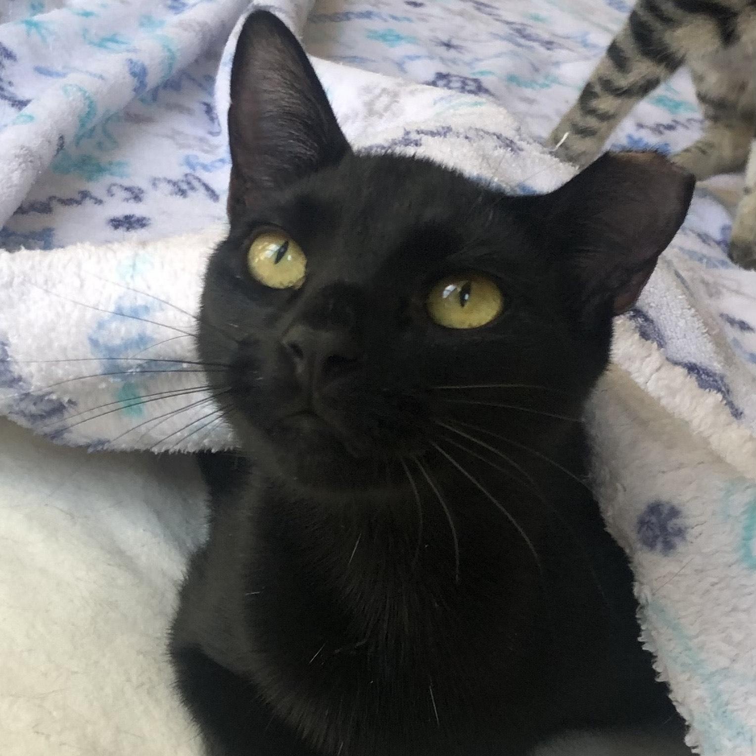 Enlarge Toby, a ADOPTABLE Domestic Short Hair in Mount Pleasant, SC image 1/6