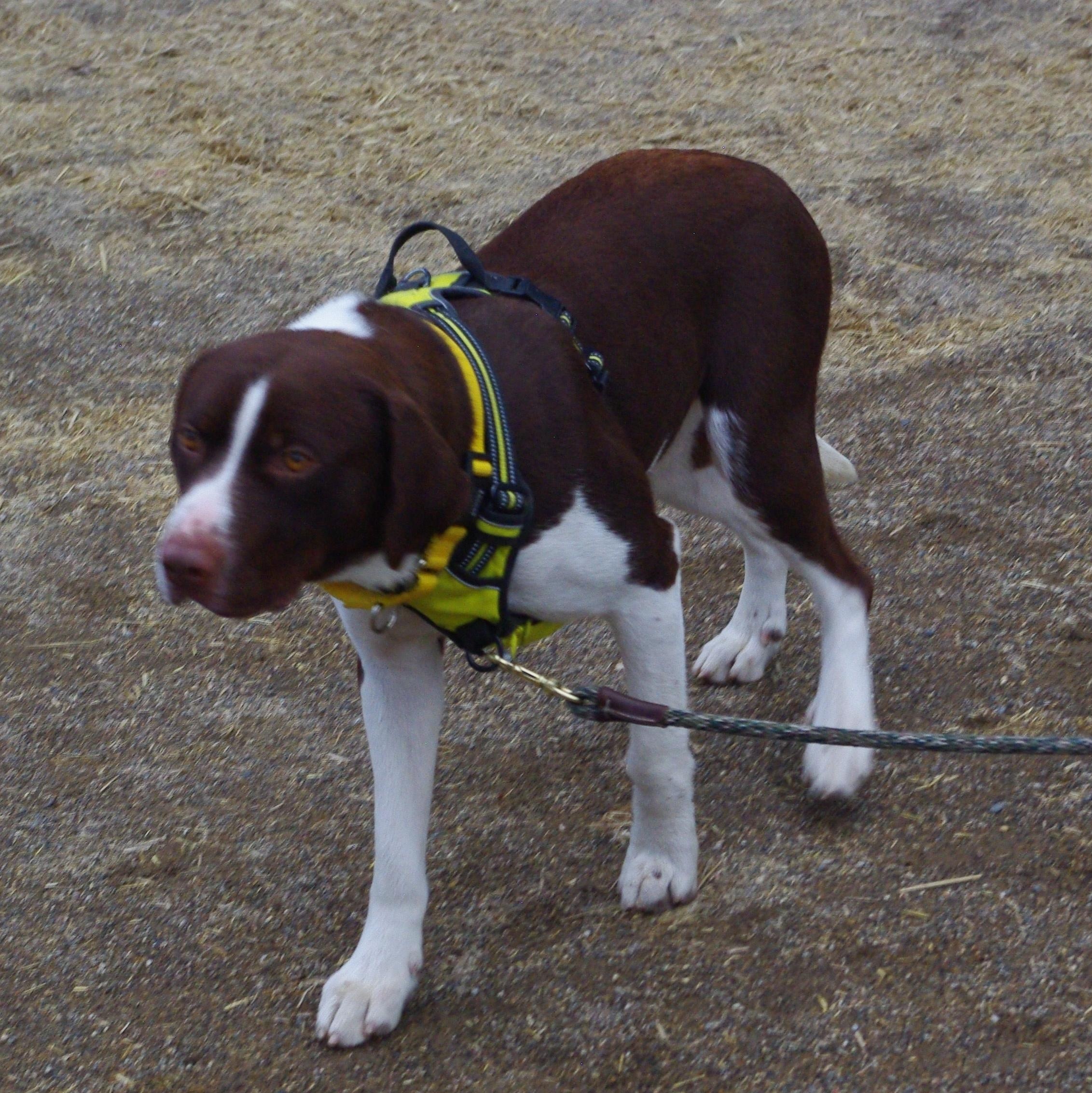 Brownie, a Adopted mixed breed in Baker City, OR image 1/3