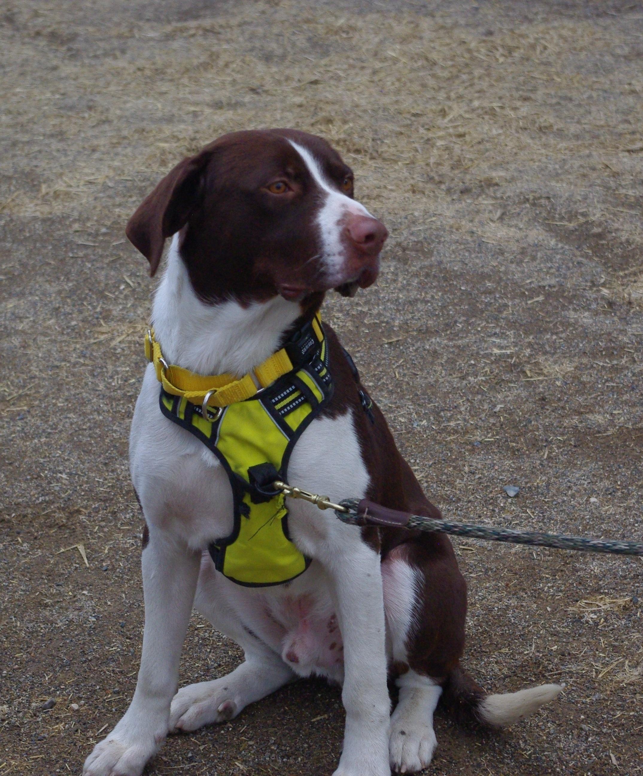 Brownie, Adopted, Young Male Coonhound & Border Collie.