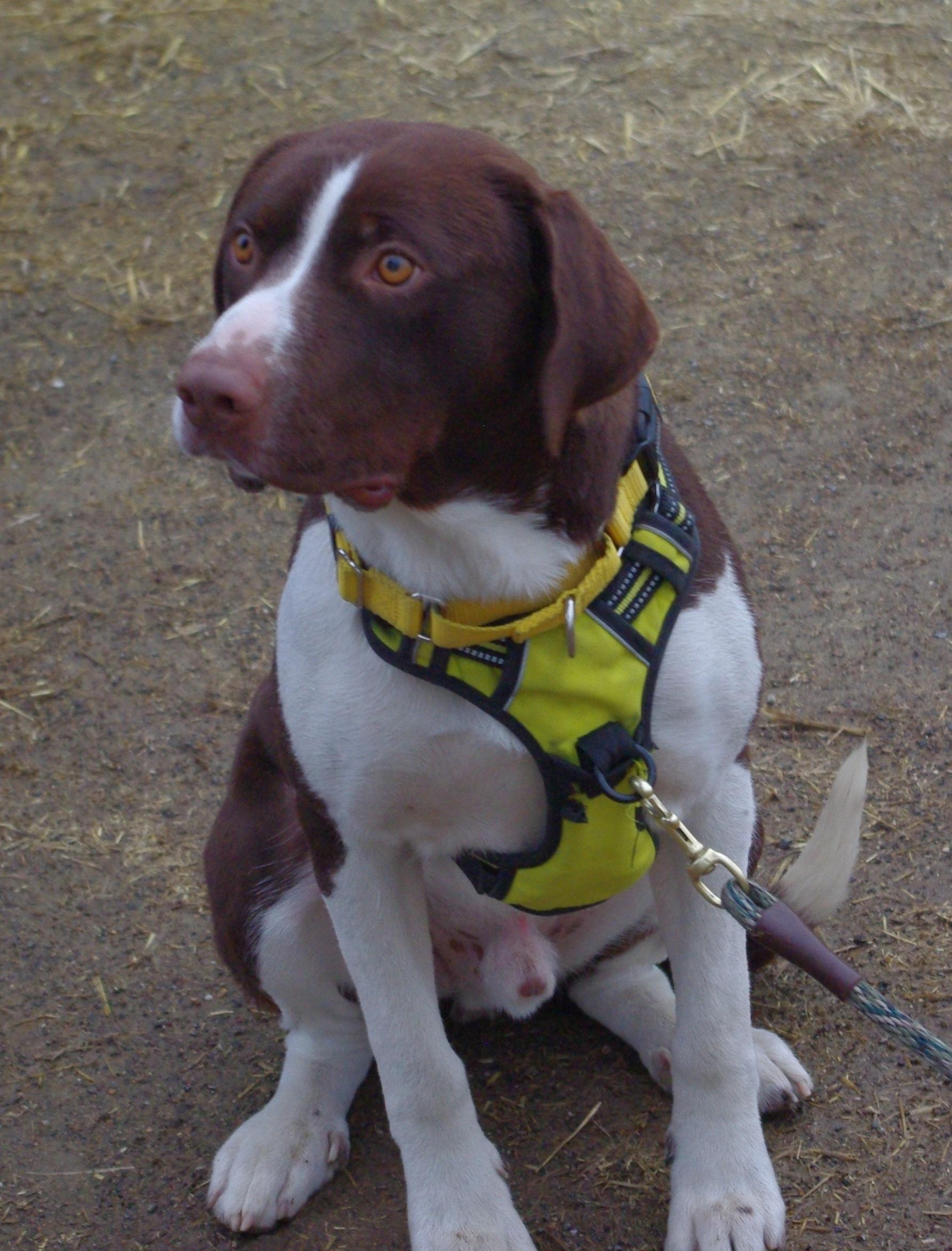 Brownie, a Adopted mixed breed in Baker City, OR image 3/3
