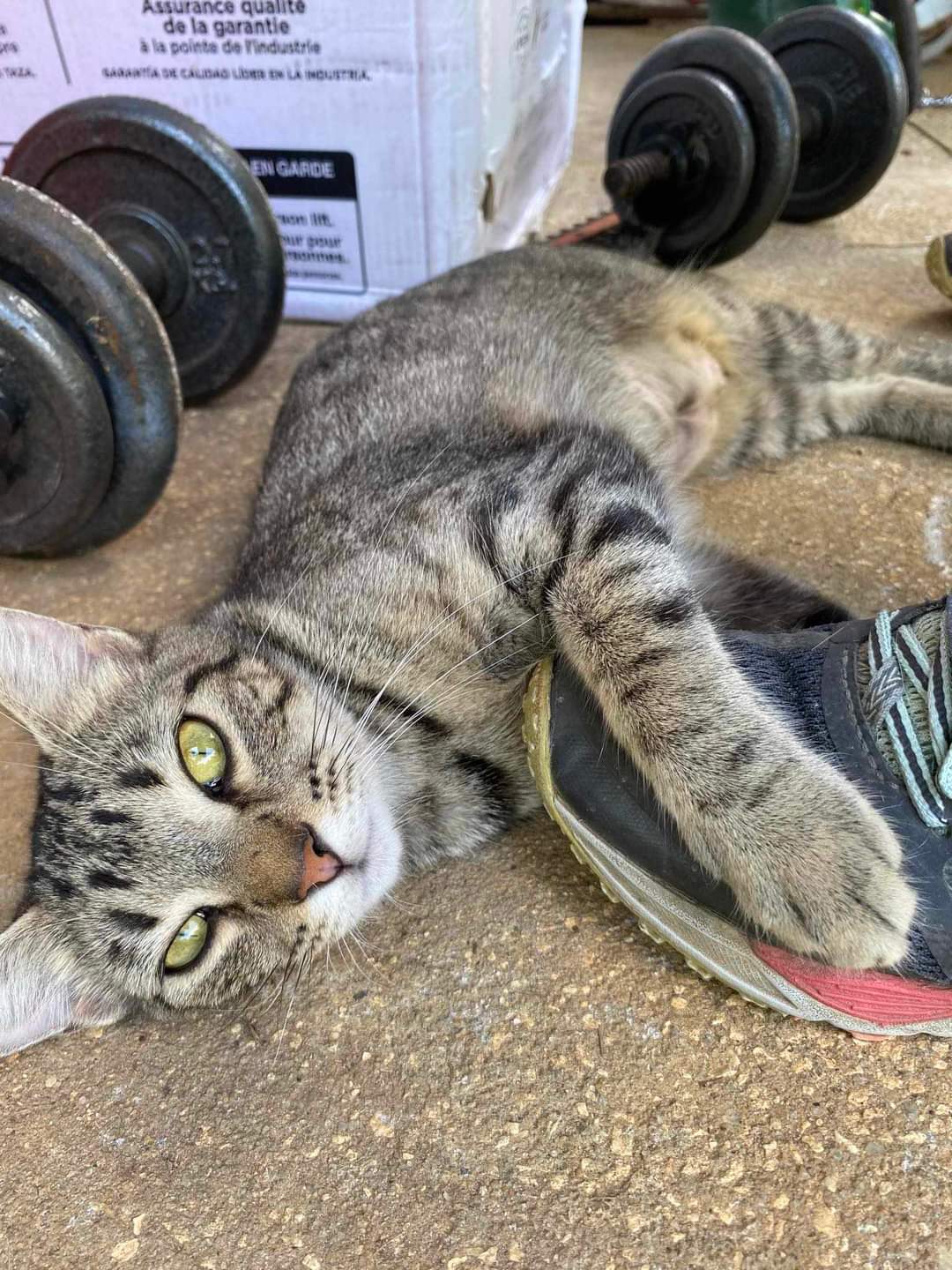 Enlarge Trouble, a Adoptable Tabby in Valdosta, GA image 1/4