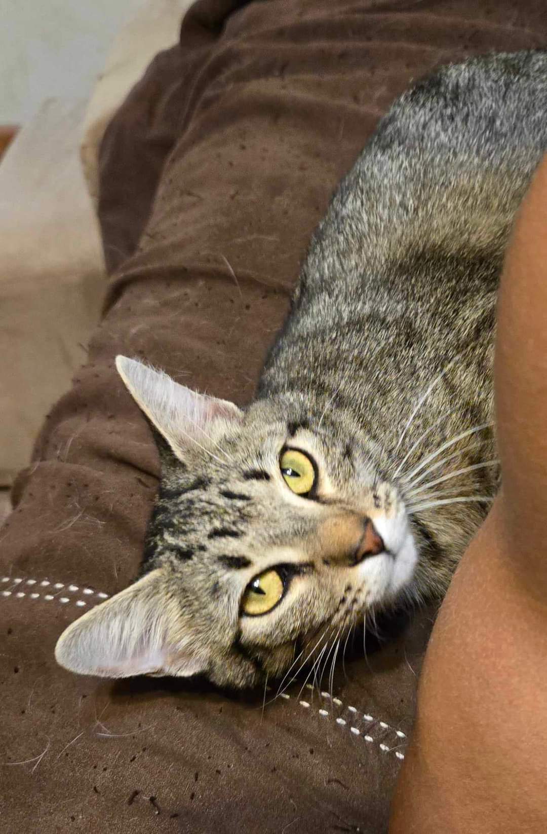 Enlarge Trouble, a Adoptable Tabby in Valdosta, GA image 2/4