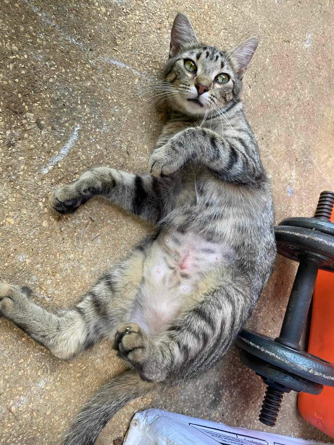 Enlarge Trouble, a Adoptable Tabby in Valdosta, GA image 3/4