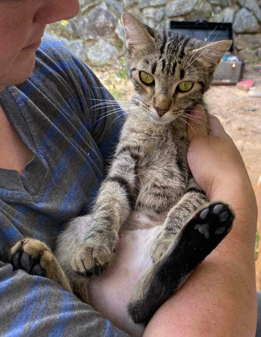 Enlarge Trouble, a Adoptable Tabby in Valdosta, GA image 4/4