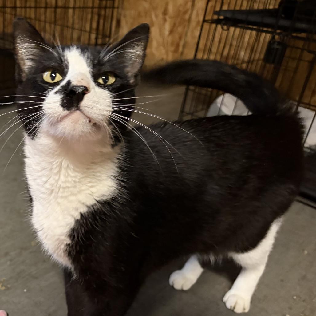 Renaldo, Adoptable, Adult Male Domestic Short Hair.