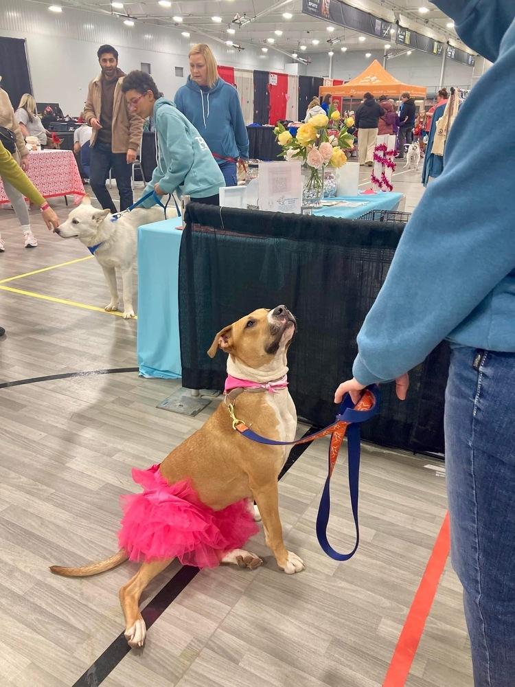 Candy, Adoptable, Puppy Female Boxer & Mixed Breed.
