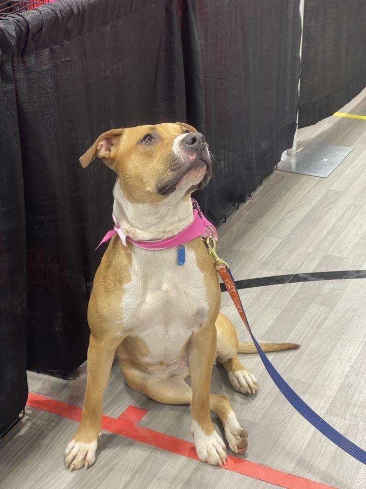 Candy, Adoptable, Puppy Female Boxer & Mixed Breed.