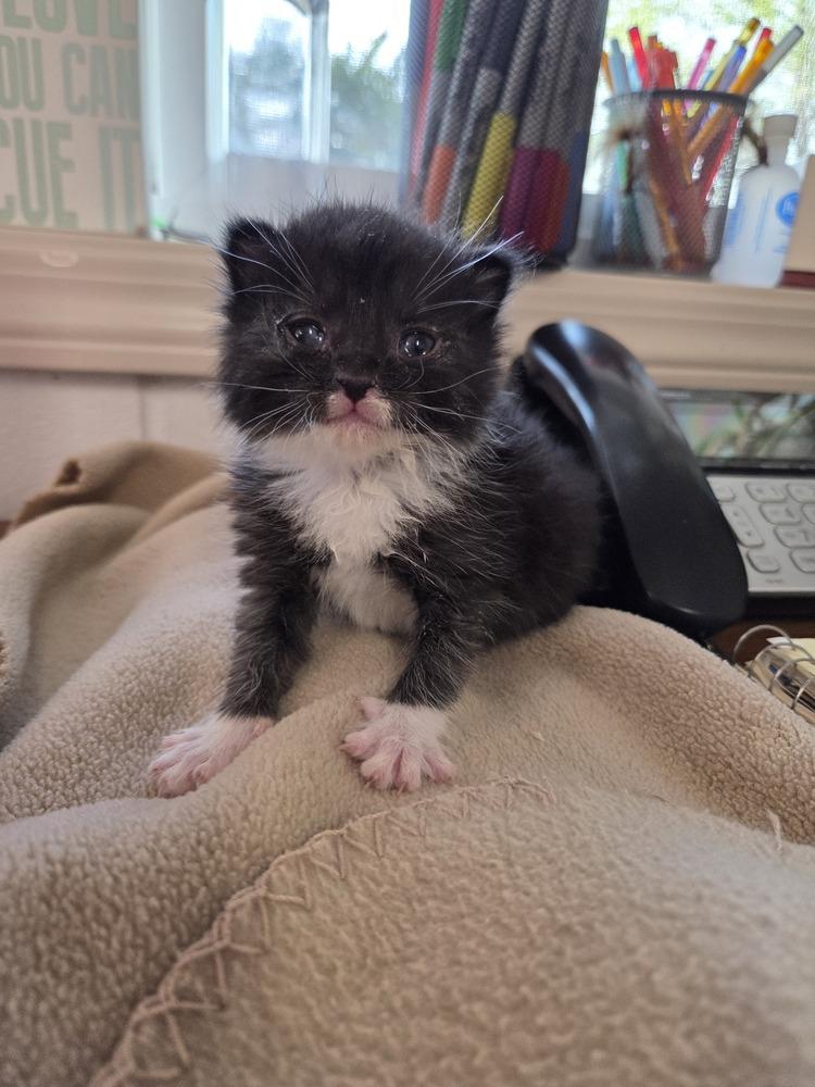 Gumbo, Adoptable, Kitten Male Domestic Short Hair.