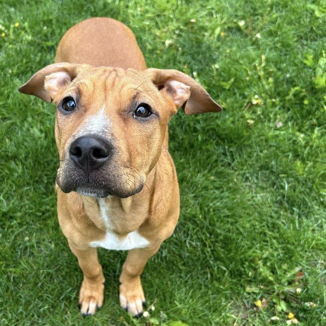 Zazu, Adoptable, Young Female Mixed Breed & Pit Bull Terrier.