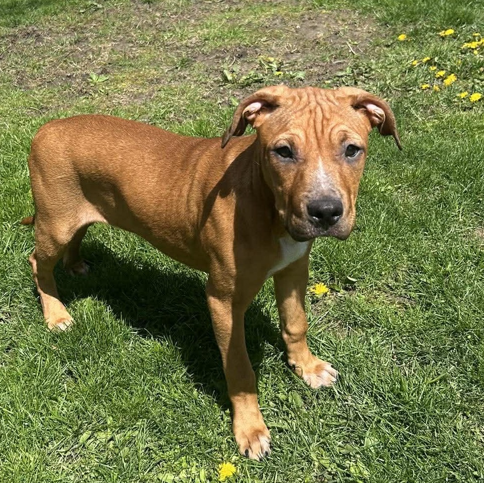 Enlarge Zazu, a Adoptable mixed breed in Leroy, NY image 3/5
