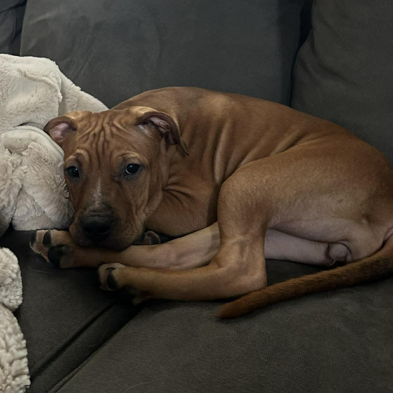 Enlarge Zazu, a Adoptable mixed breed in Leroy, NY image 4/5