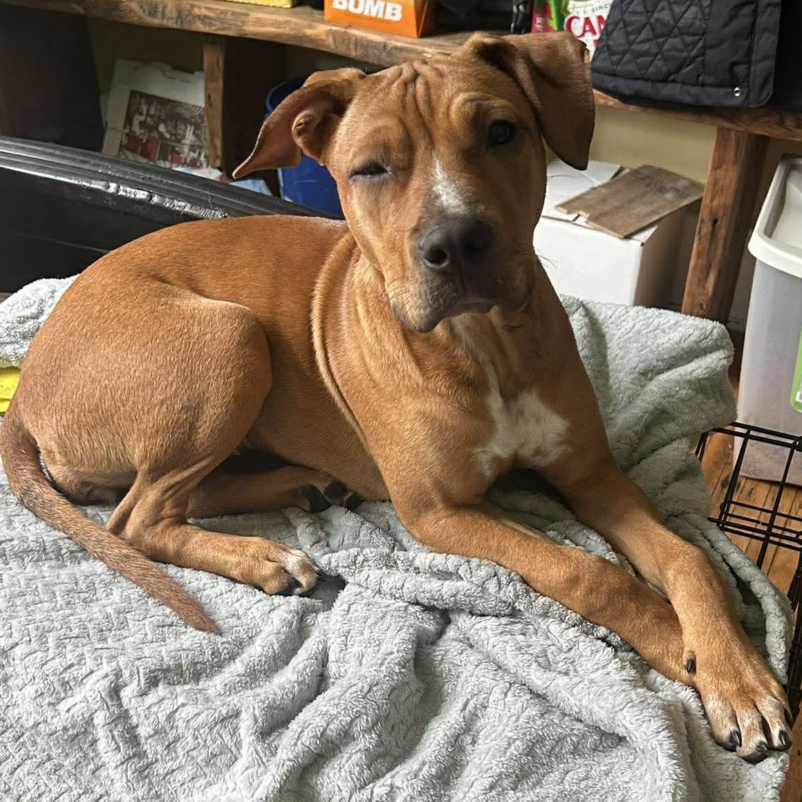Enlarge Zazu, a Adoptable mixed breed in Leroy, NY image 5/6