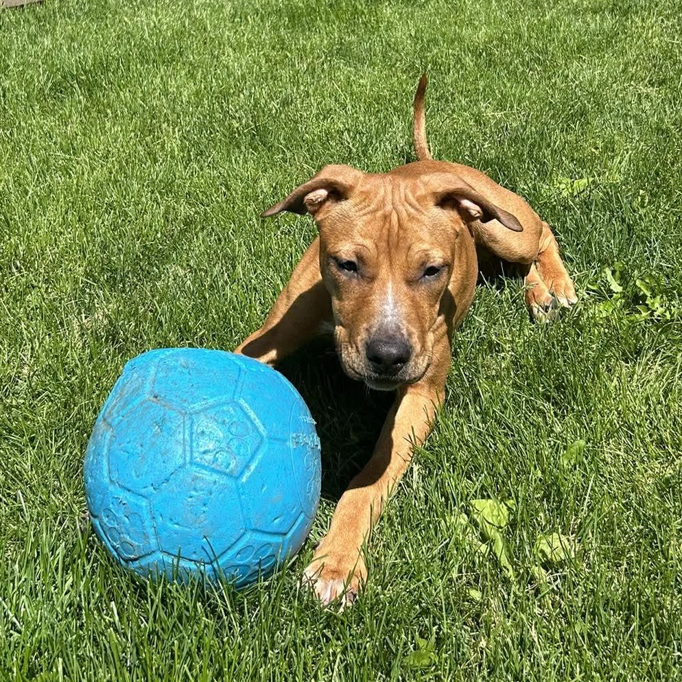Enlarge Zazu, a Adoptable mixed breed in Leroy, NY image 6/6
