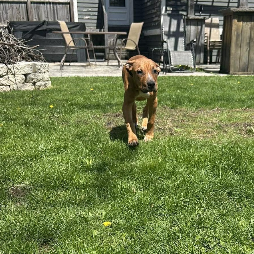 Enlarge Zazu, a Adoptable mixed breed in Leroy, NY image 2/5