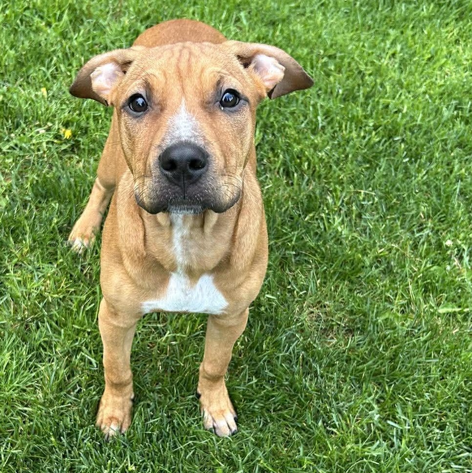 Enlarge Zazu, a Adoptable mixed breed in Leroy, NY image 1/6