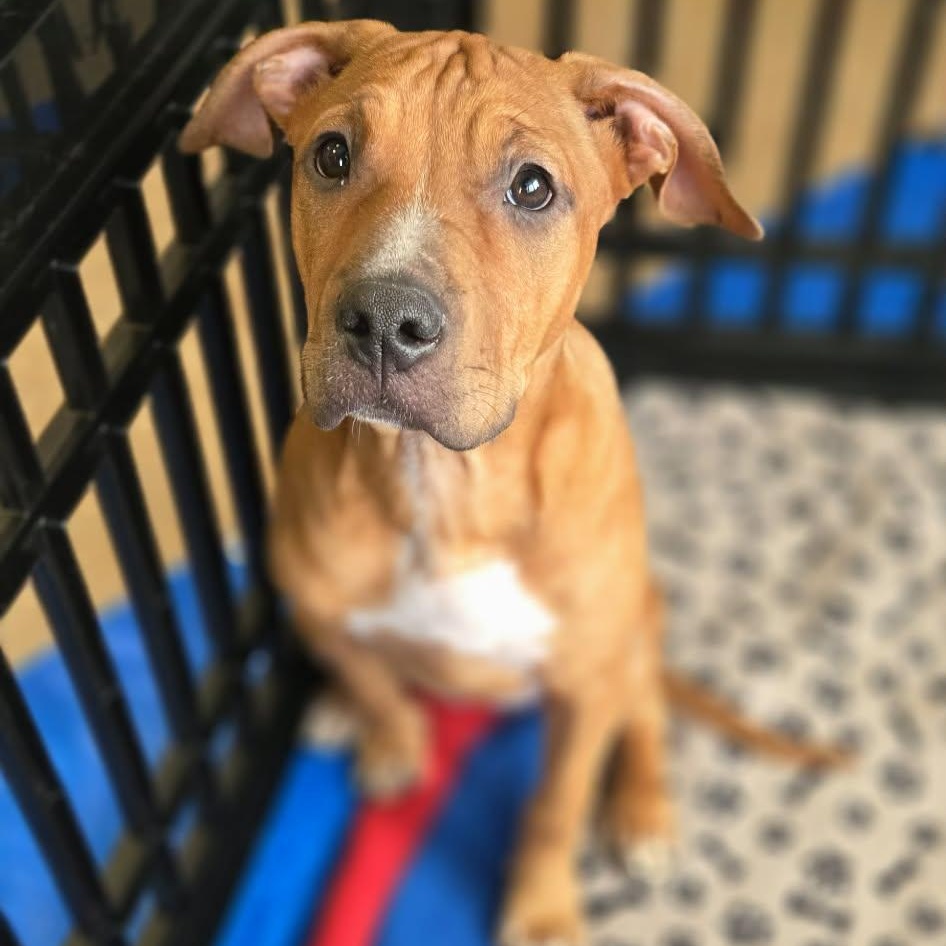 Enlarge Zazu, a Adoptable mixed breed in Leroy, NY image 3/6