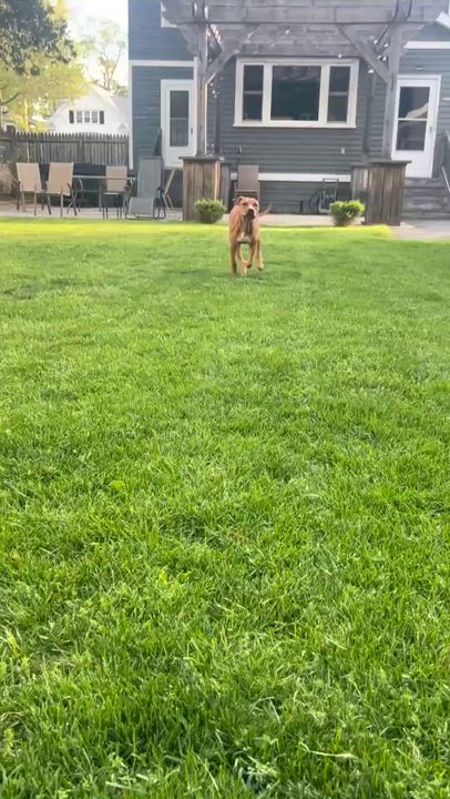 Enlarge Zazu, a Adoptable mixed breed in Leroy, NY video 4/6