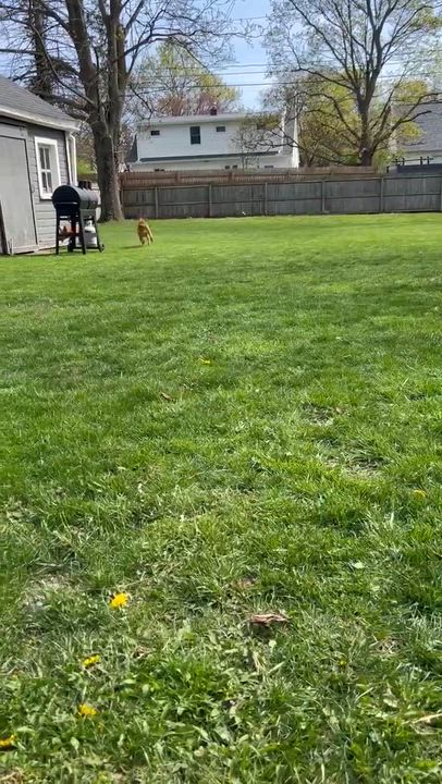 Enlarge Zazu, a Adoptable mixed breed in Leroy, NY video 5/5