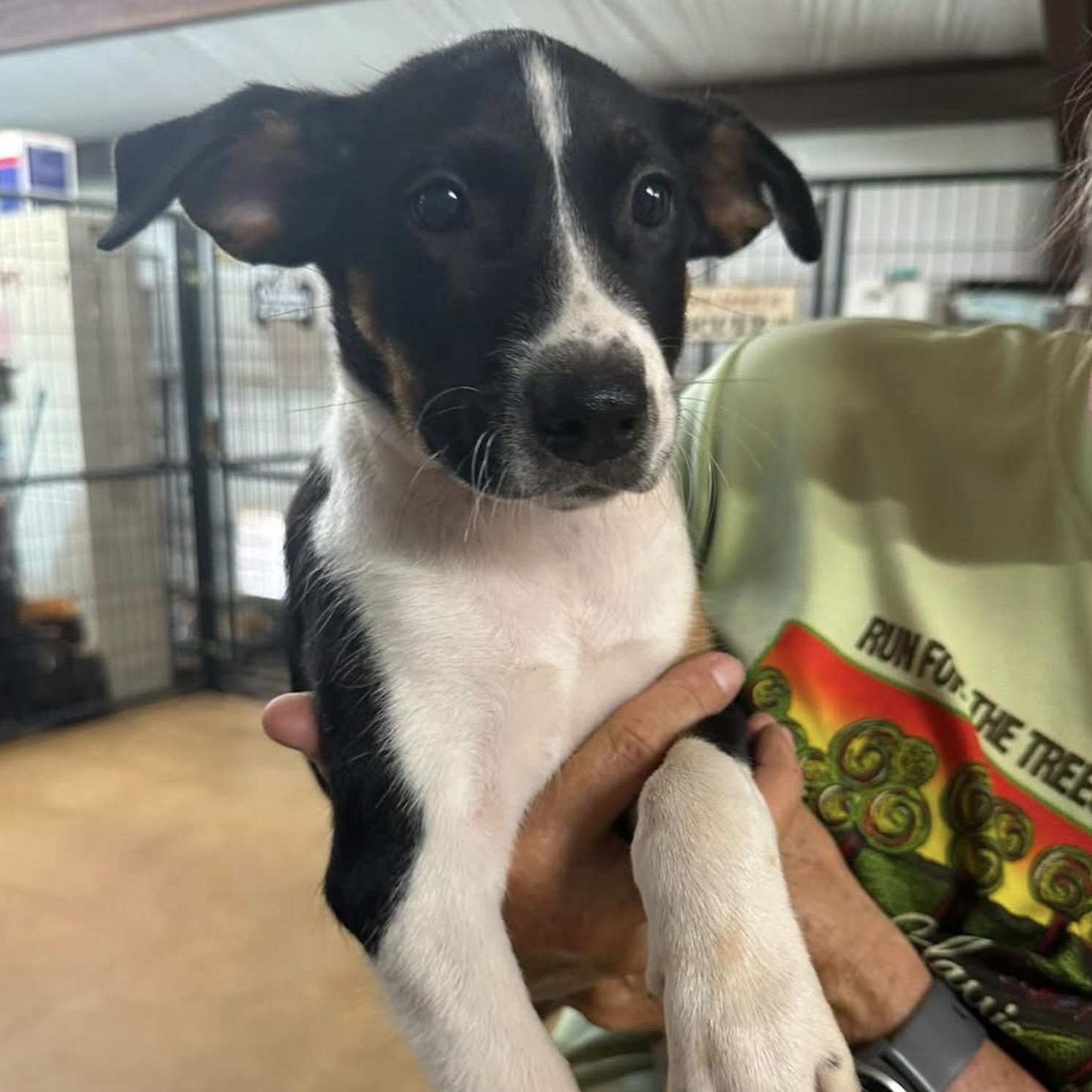 Enlarge Willie Nelson, a Adoptable mixed breed in Austin, TX image 2/2