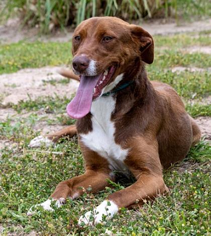 Enlarge Reba, a Adoptable mixed breed in Tyler, TX image 1/3