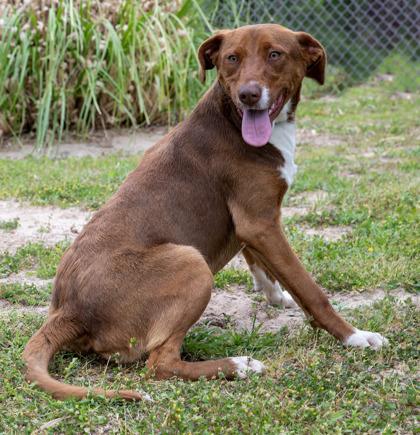 Reba, Adoptable, Adult Female Mixed Breed & Mixed Breed.