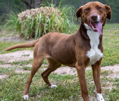 Enlarge Reba, a Adoptable mixed breed in Tyler, TX image 5/6