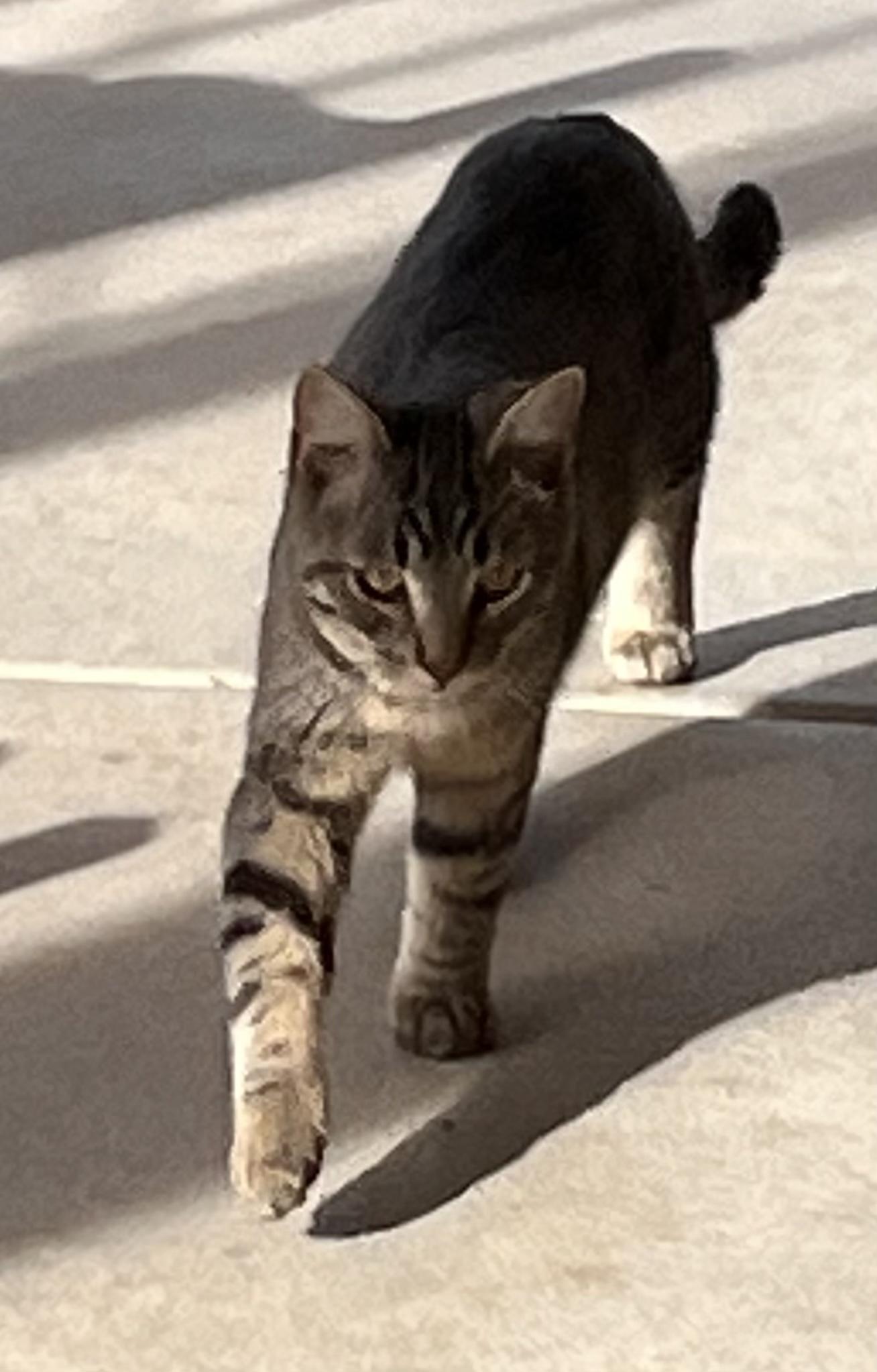 Bert, a Adoptable mixed breed in Moreno Valley, CA image 6/6