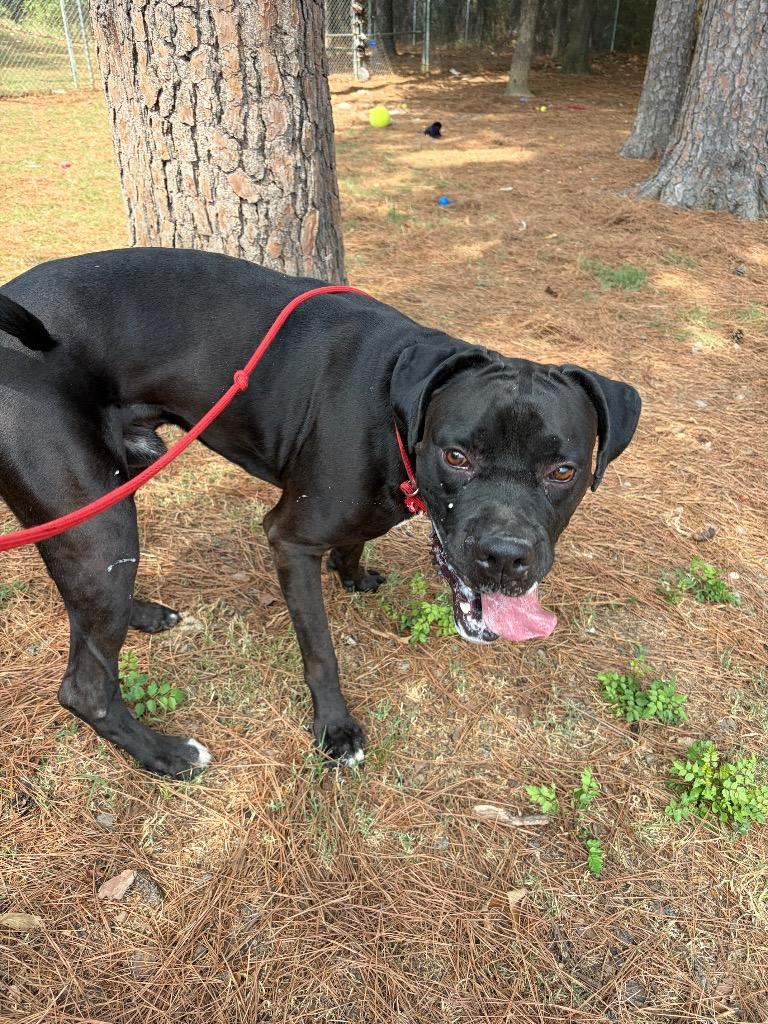 Milo, Adoptable, Young Male Boxer & Cane Corso.