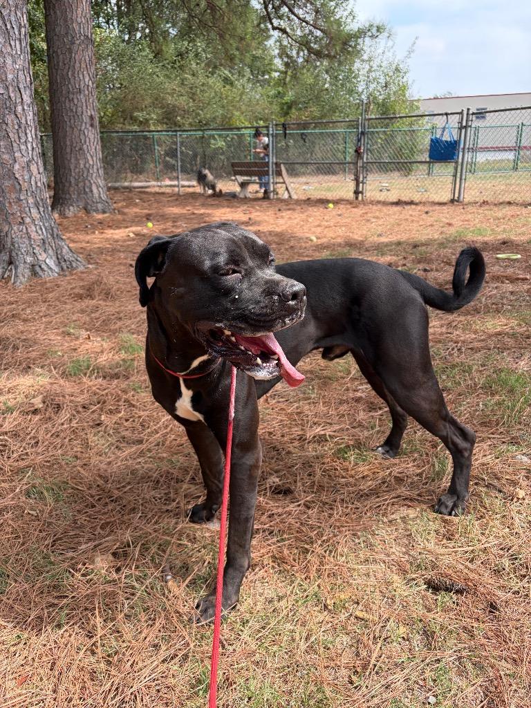 Enlarge Milo, a Adoptable mixed breed in Little Rock, AR image 2/3