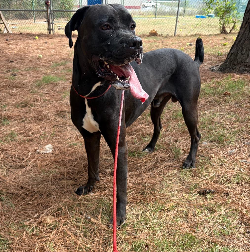 Enlarge Milo, a Adoptable mixed breed in Little Rock, AR image 3/3